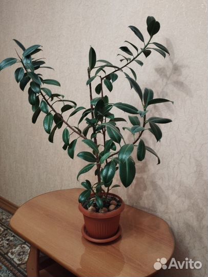Фикус