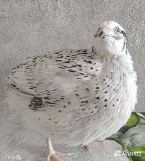 Радонежские и Феникс Серебристый