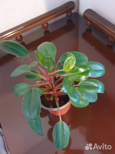 Домашние растения