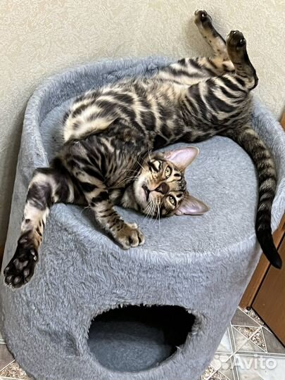 Бенгальский кот вязка