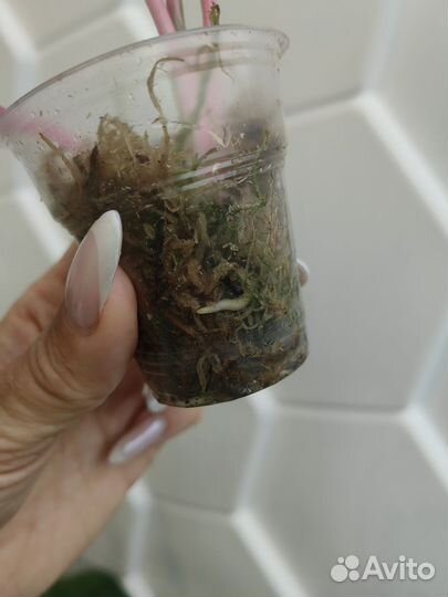 Аглаонема Lipstick