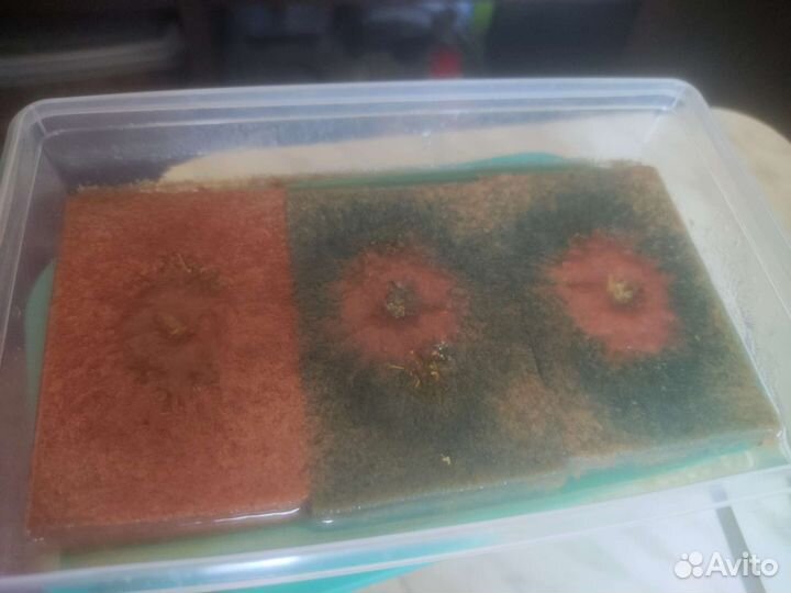 Аулофорус