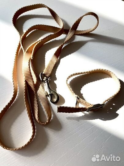 Ошейник и поводок для маленькой собаки