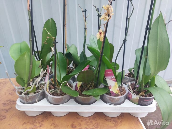 Орхидея фаленопсис отцвевшие
