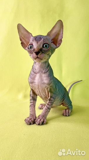 Канадский сфинкс