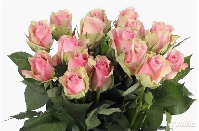 Роза одноголовая букет опт