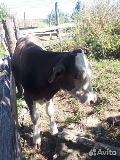 Тёлочки на племя