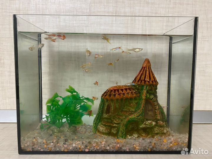 Аквариум с рыбками