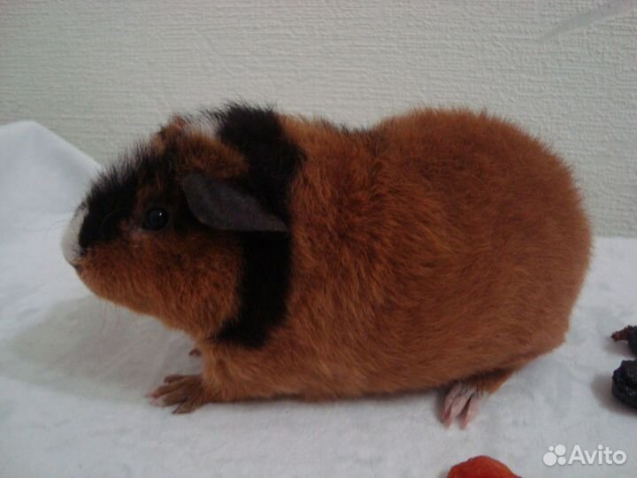 Морская свинка Американский тедди