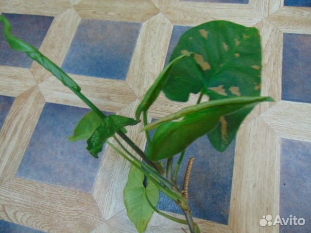 Коллекционные ароидные