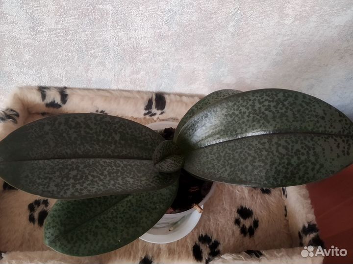 Ароматная орхидея фаленопсис (Дифьюжн)