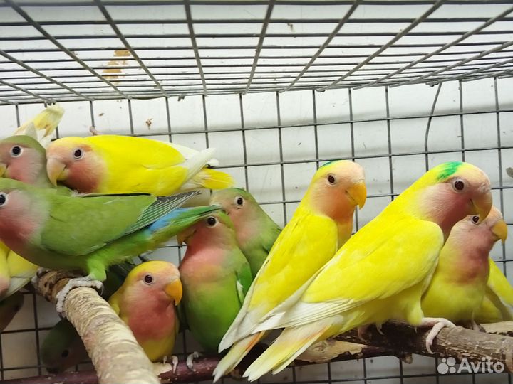 Попугай неразлучник птенцы 2-3мес