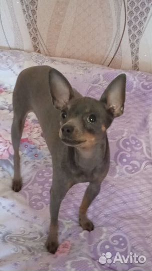 Мини той-терьер вязка