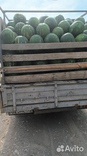 Каристан арбуз