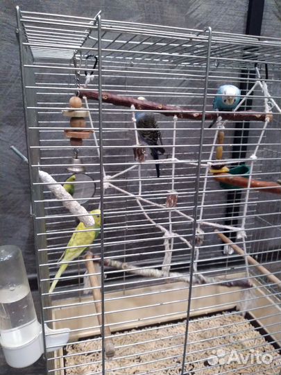 Волнистые попугаи 3 шт