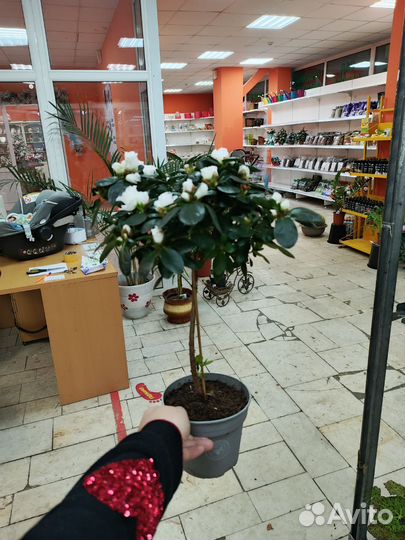 Азалия белая на стволе