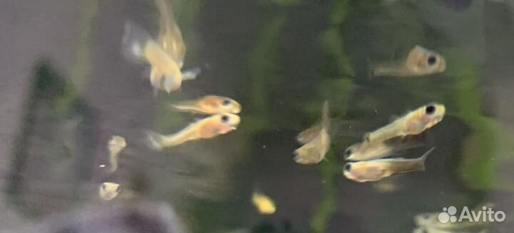 Мальки гуппи