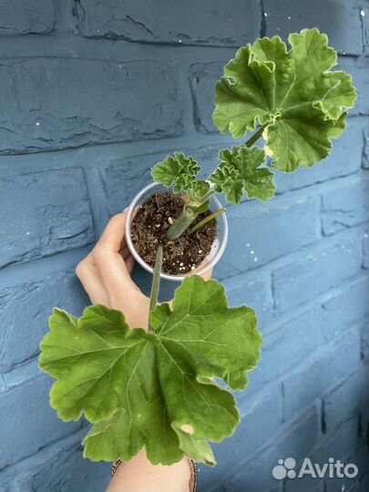 Ю-мерлезон2