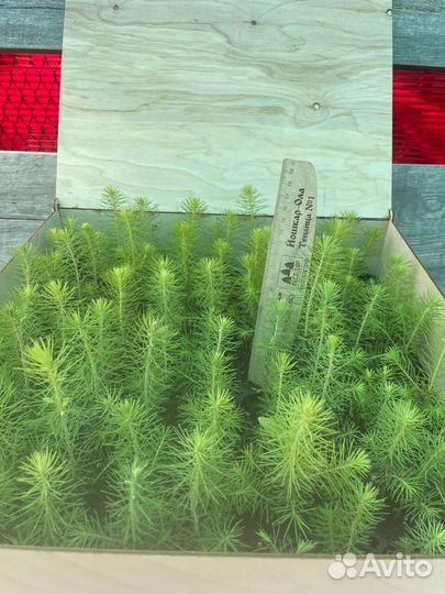 Саженцы сосны обыкновенной зкс