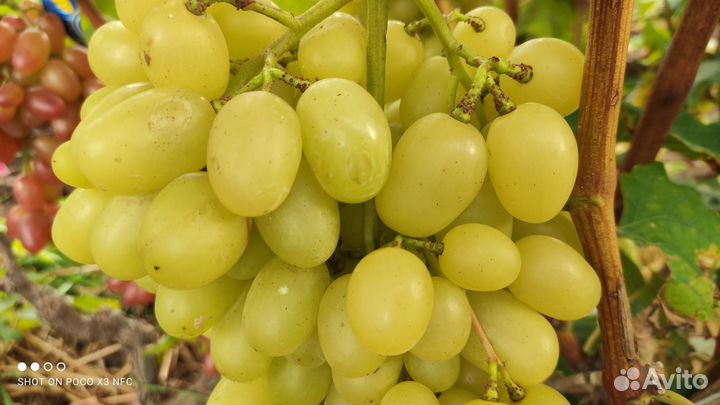 Саженцы столового винограда от производителя