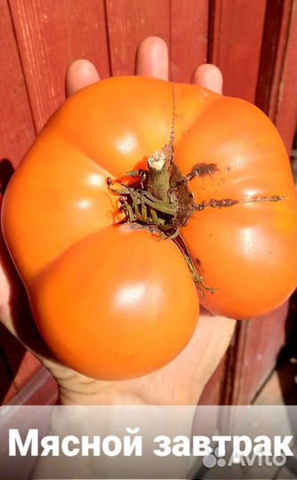 Семена редких коллекционных томатов