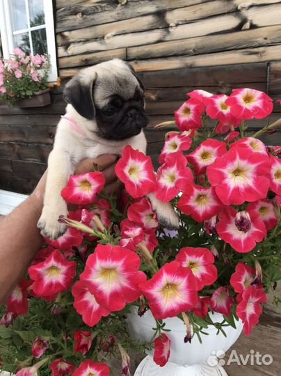 Щенки мопса РКФ