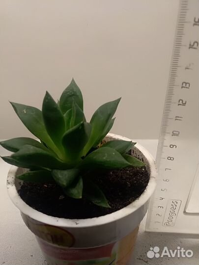 Бегония, эпипремнум, эхверия, циссус и др