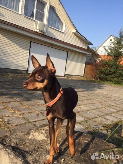 Вязка той терьер мини