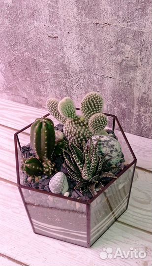 Флорариум с кактусами