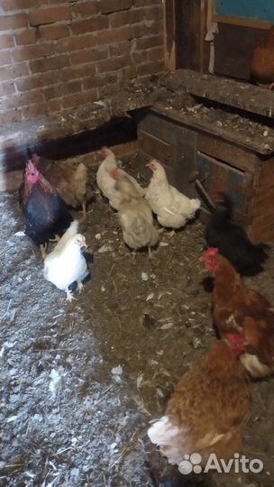 Куры несушки