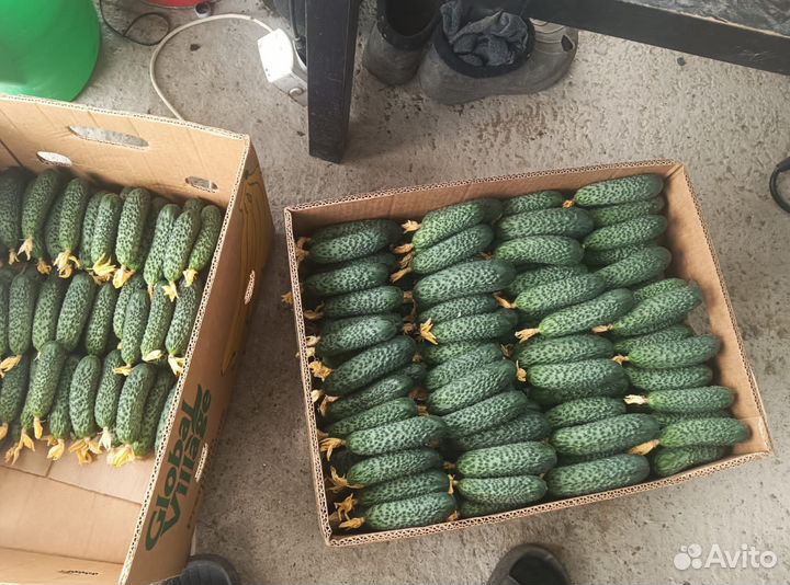 Огурцы свежие оптом