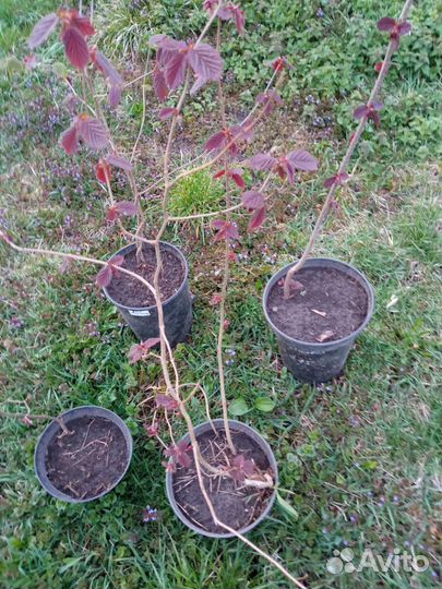 Фундук краснолистный районированый