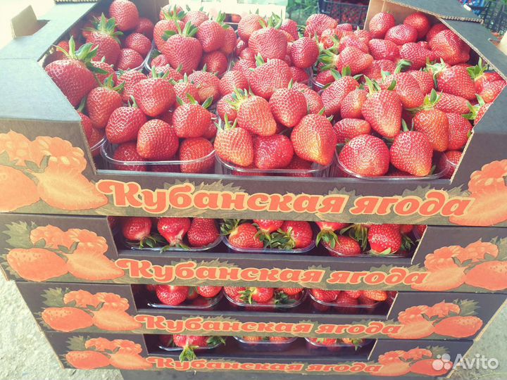 Рассада клубники джоли