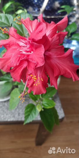 Комнатные цветы гибискус