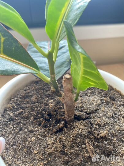 Кодиеум кротон