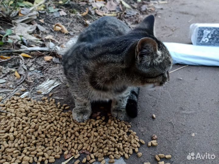 Нашли котенка ул стахановская, сергиев посад