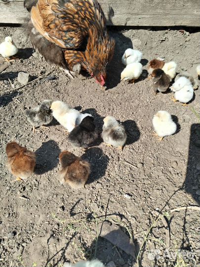 Продаются цыплята