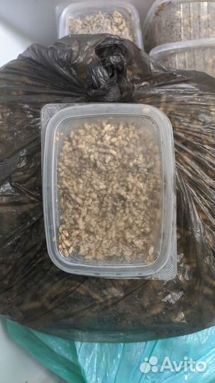 Замороженный корм. Муравьиные яйца