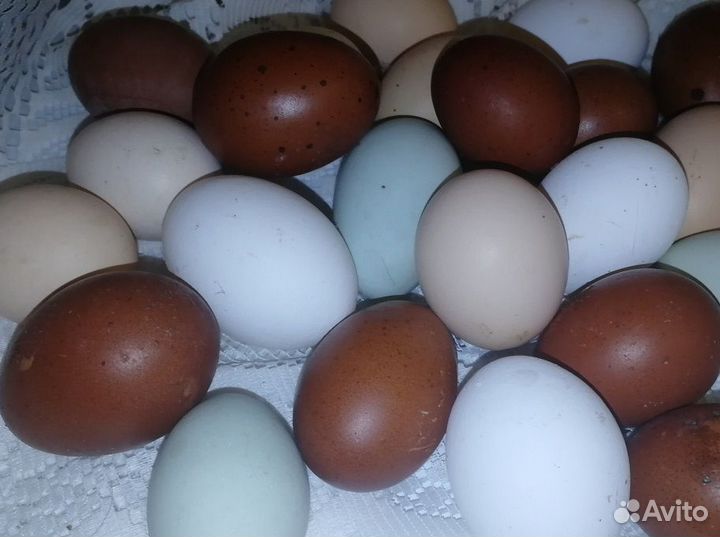 Инкубац. яйцо Мараны чм,Пшеница, Гергебильские,П11