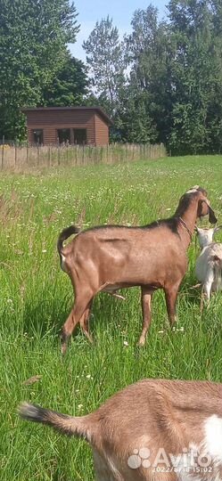 Вязка Англо-нубийским козлом