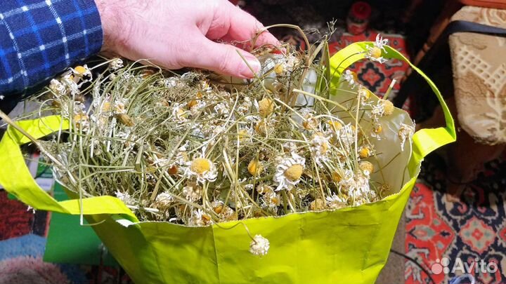Ромашка домашняя ручной сбор сушеная