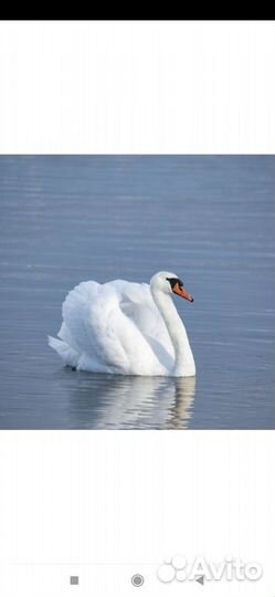 Утки, лебеди,павлины