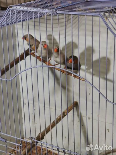 Канарейки, кенари, гульды