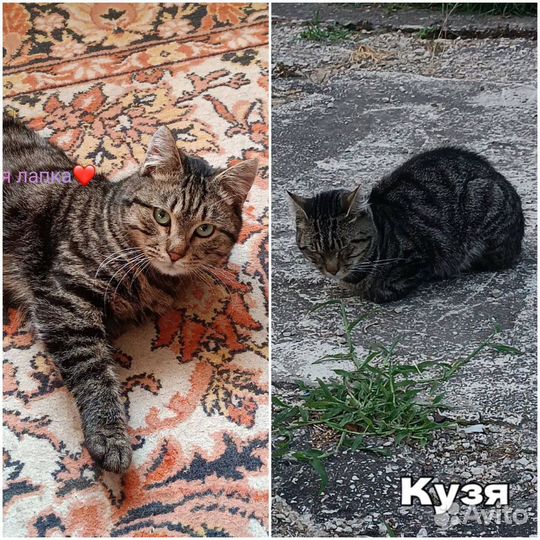 Потерялись кошка и кот