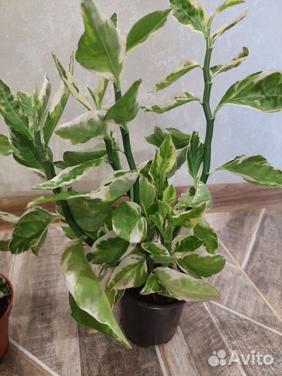 Цветы комнатные продам