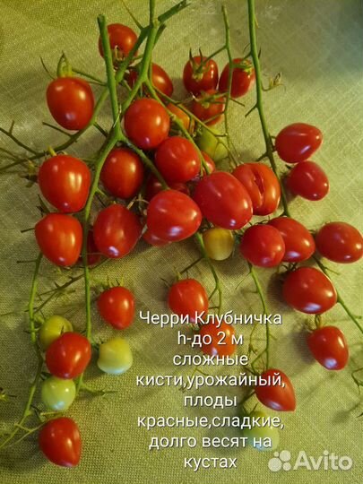 Семена коллекционных томатов