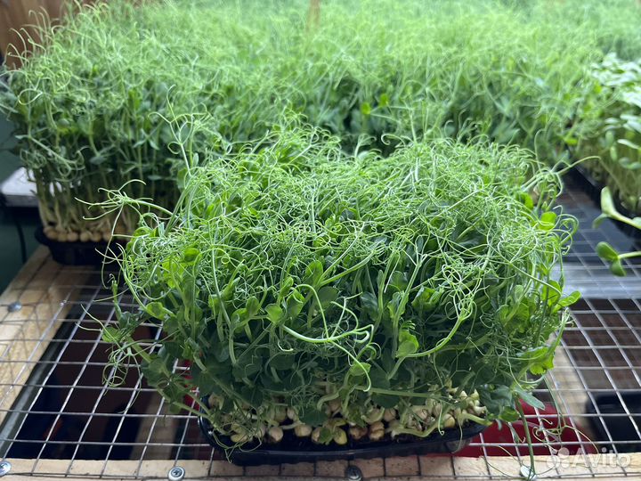 Микрозелень горох