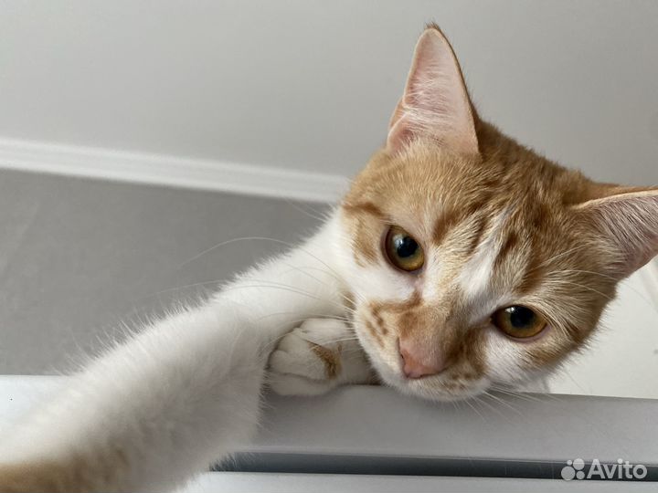Кошка в добрые руки