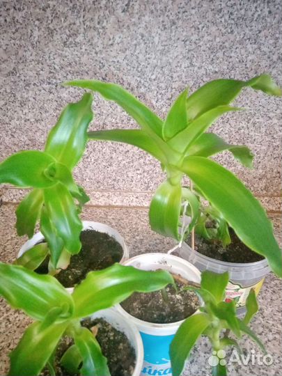 Растение золотой ус