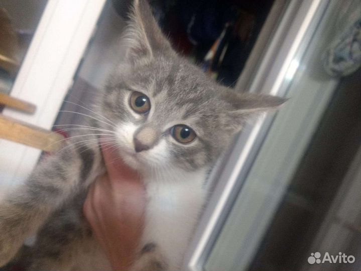 Матвею (2 месяца) негде жить